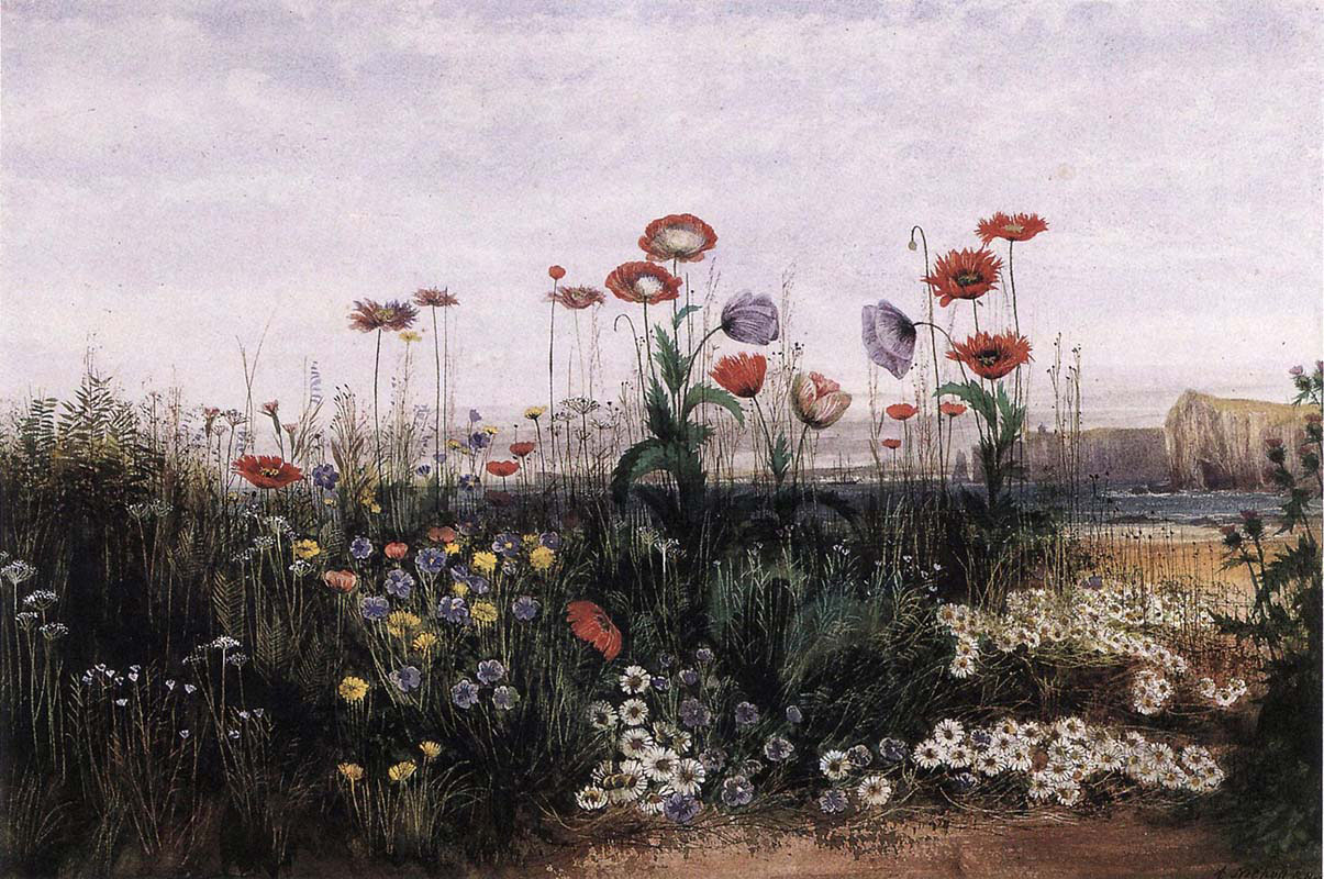 Wild Flowers with the Mussenden Temple in View